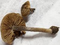 Inocybe nigrescens image