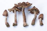 Inosperma vinaceobrunneum image