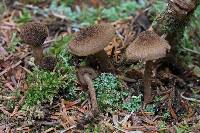 Inocybe lanuginosa image