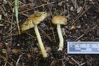 Inocybe occulta image