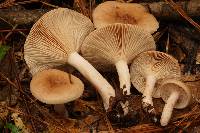 Lactarius imperceptus image