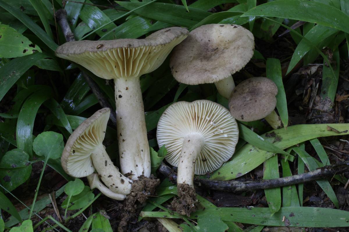 Lactarius fuliginosus image