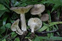 Lactarius fuliginosus image