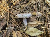 Lactarius subpurpureus image