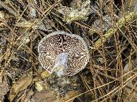 Lactarius subpurpureus image