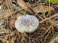 Lactarius subpurpureus image