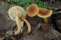 Lactarius tabidus image