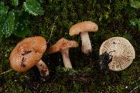 Lactarius vinaceorufescens image