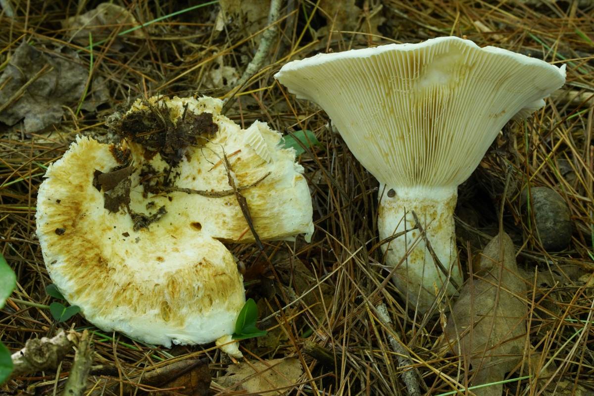 Lactifluus deceptivus image