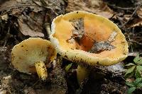 Lactifluus hygrophoroides image