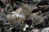 Lentaria micheneri image