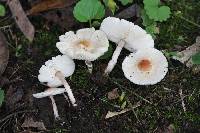 Lepiota cristata image