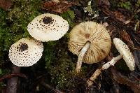 Lepiota felina image