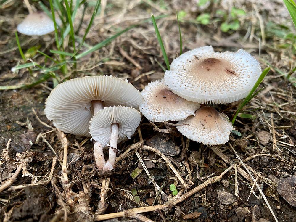 Lepiota melanotricha image