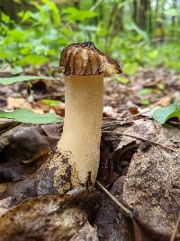 Morchella punctipes image