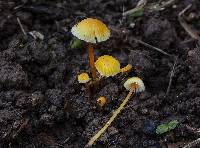 Mycena luteopallens image