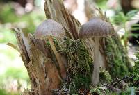 Mycena maculata image