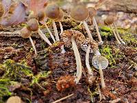 Mycena rubrotincta image