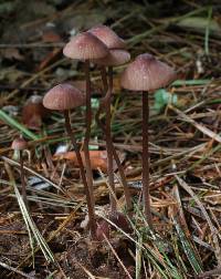 Mycena sanguinolenta image