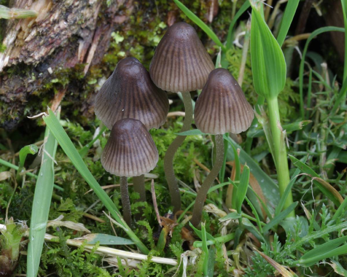 Mycena silvae-nigrae image