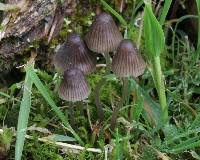 Mycena silvae-nigrae image