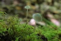 Mycena subcaerulea image