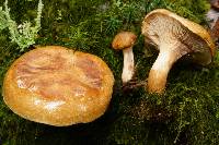 Paxillus involutus image