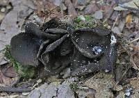 Peziza badia image