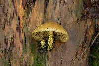 Pholiota flammans image