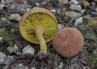 Phylloporus rhodoxanthus image