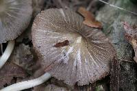 Pluteus ephebeus image