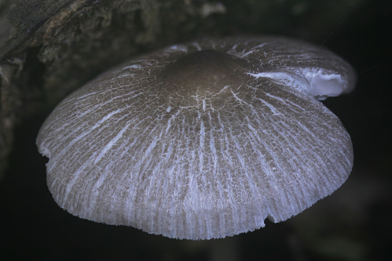 Pluteus ephebeus image