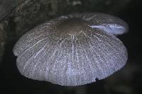 Pluteus ephebeus image