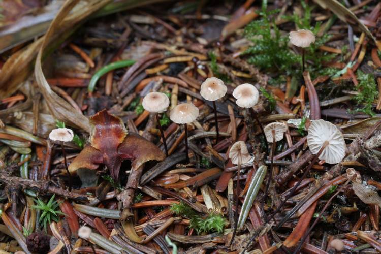 Pseudomarasmius pallidocephalus image