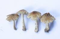Pseudosperma umbrinellum image
