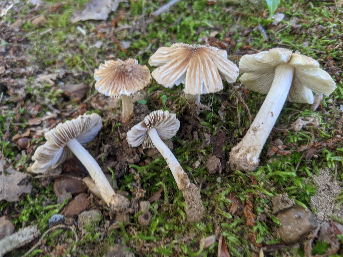 Pseudosperma umbrinellum image