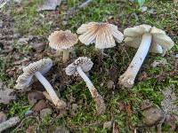 Pseudosperma umbrinellum image