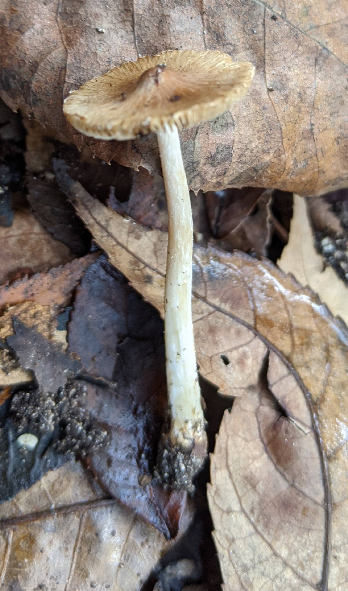 Pseudosperma umbrinellum image