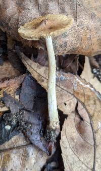 Pseudosperma umbrinellum image