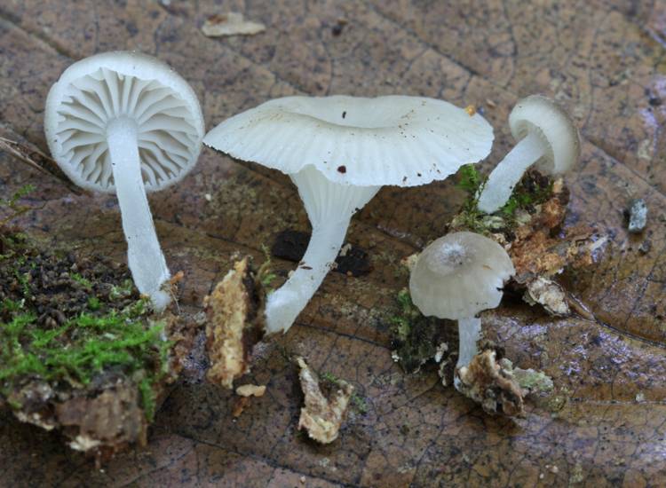 Pulverulina ulmicola image