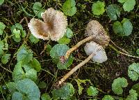 Inocybe subradiata image