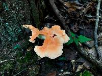 Laetiporus cincinnatus image