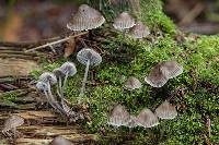 Mycena maculata image