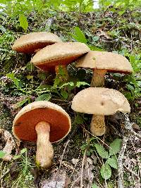 Boletus firmus image