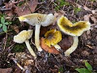 Tricholoma sejunctum image