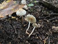 Lepiota cristata image