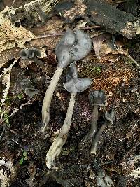 Helvella latispora image