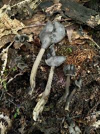 Helvella latispora image