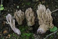 Ramaria fennica image