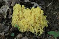 Ramaria flavosaponaria image